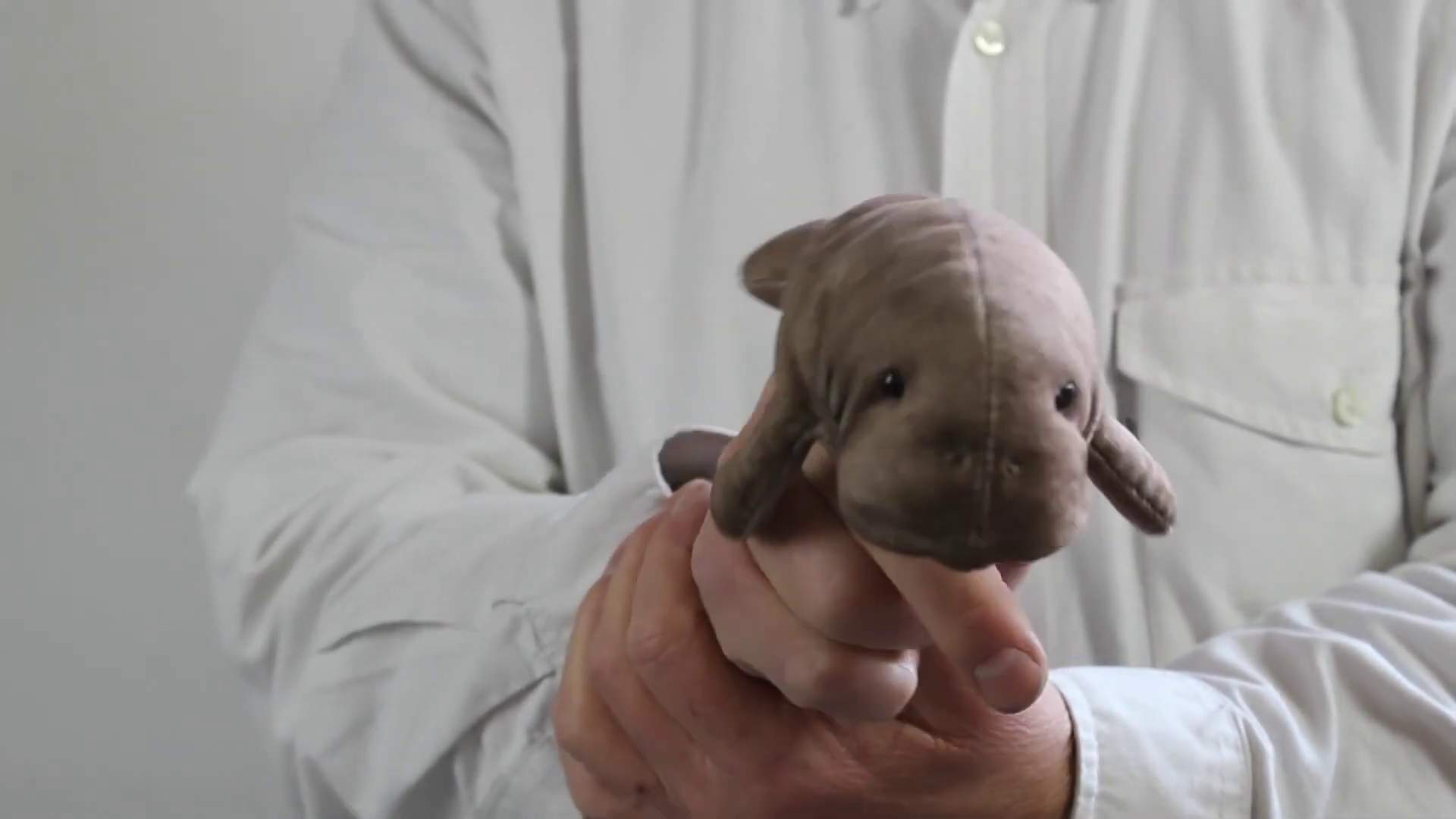 Video 1: Folkmanis Mini Manatee Finger Puppet