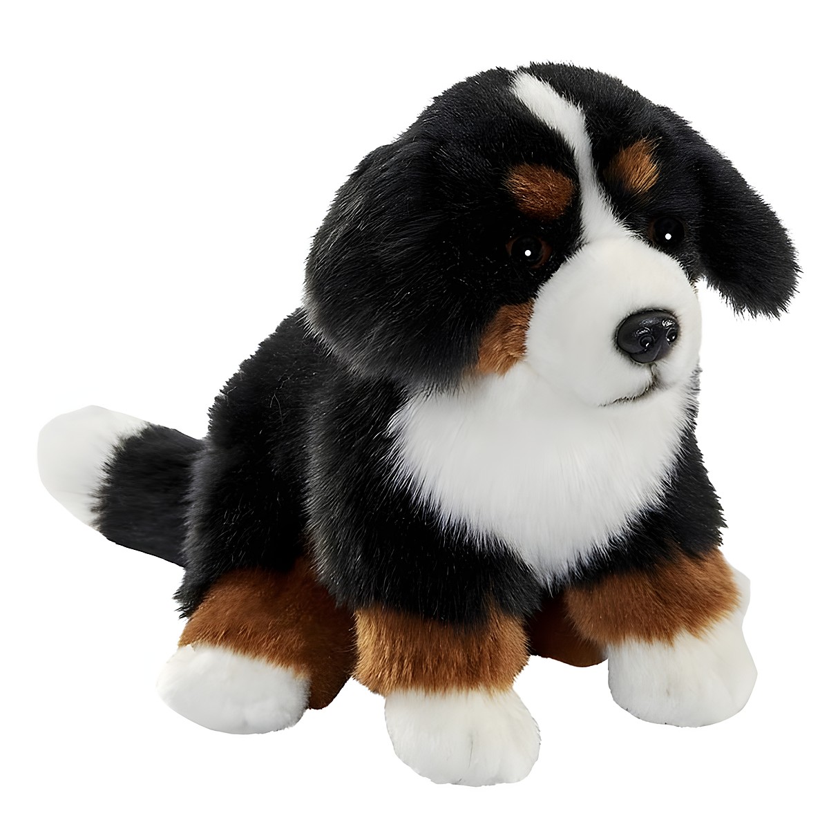 Sitzender Berner-Sennenhund-Welpe von Anima mit schwarz-weiß-braunem Fell und weißer Blesse