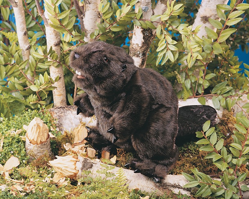 Folkmanis Handpuppe Biber mit dunkelbraunem Fell, sichtbaren Nagezähnen und Krallen, aufgerichtet auf einem Birkenstamm in Naturkulisse
