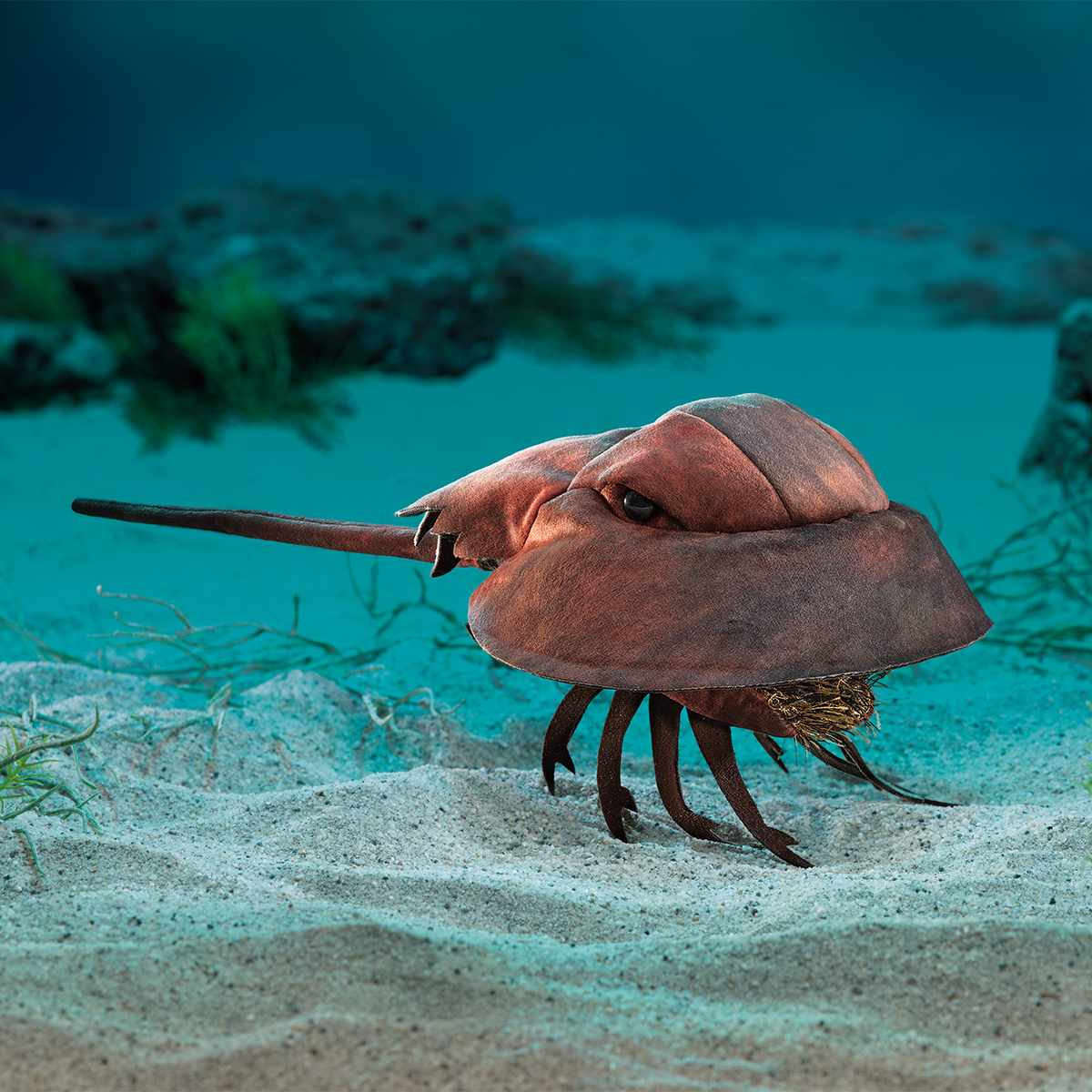 Folkmanis Handpuppe Pfeilschwanzkrebs Folkmanis Handpuppe Pfeilschwanzkrebs - Produktbild 6