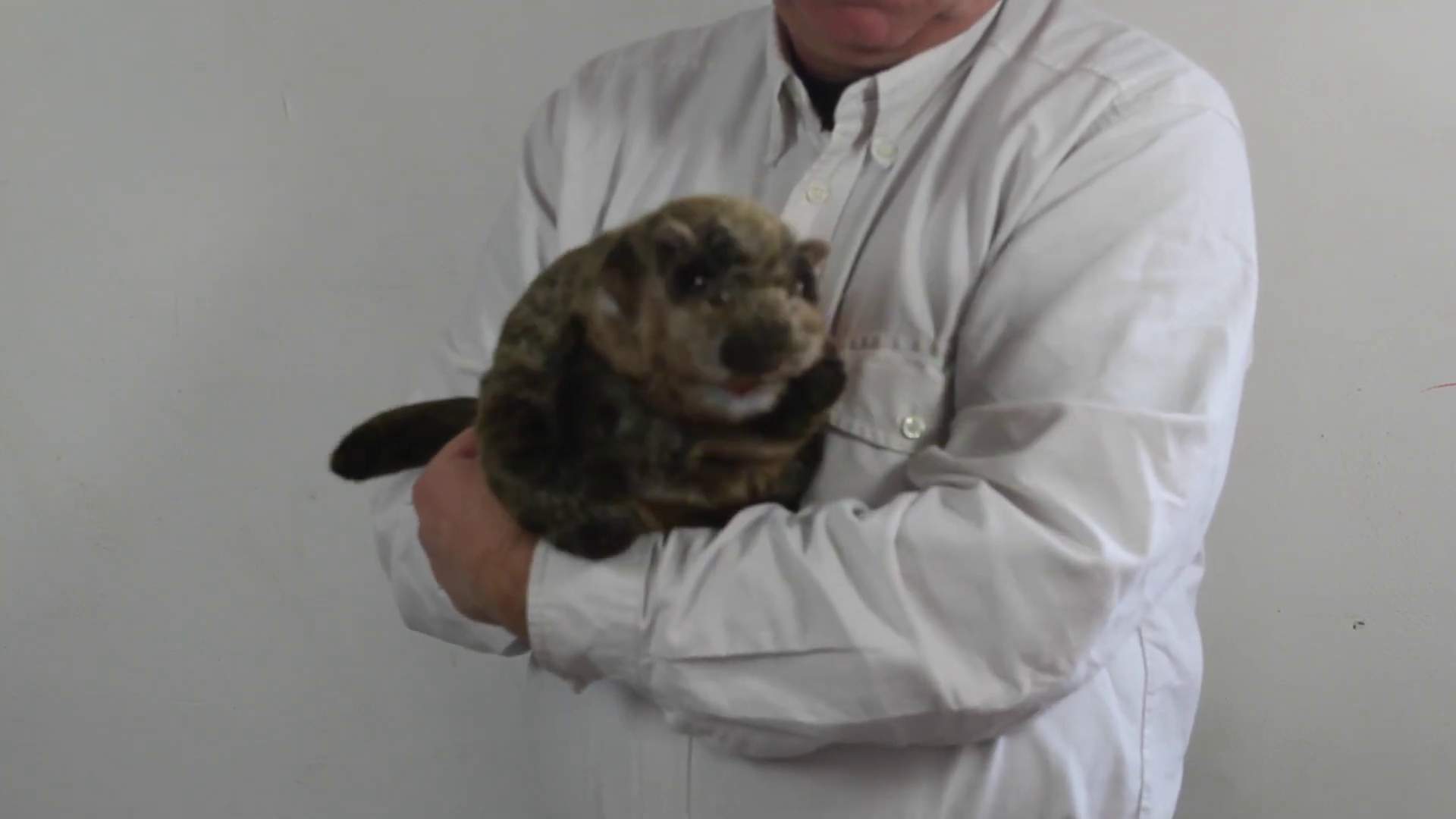Video 1: Folkmanis Handpuppe Murmeltier