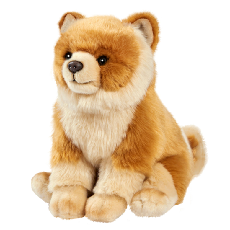 Sitzender Spitz von Anima mit flauschigem orangebraunem Fell und heller Halskrause