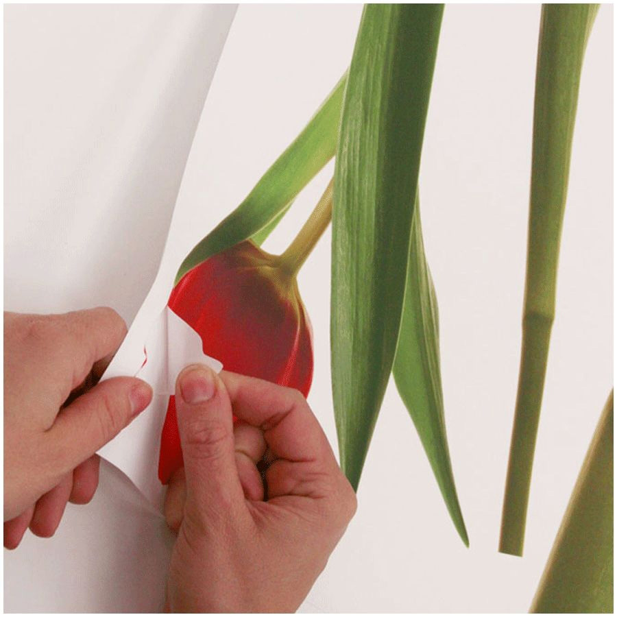 RoomMates Wandbild Tulip, Hände lösen ein rotes Tulpen-Motiv vom Trägerbogen, Anwendungsbeispiel