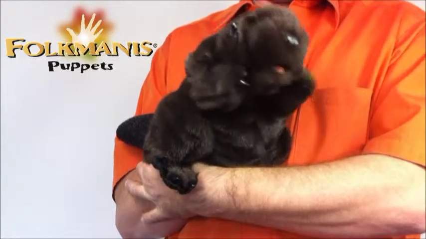 Video 2: Folkmanis Beaver Hand Puppet