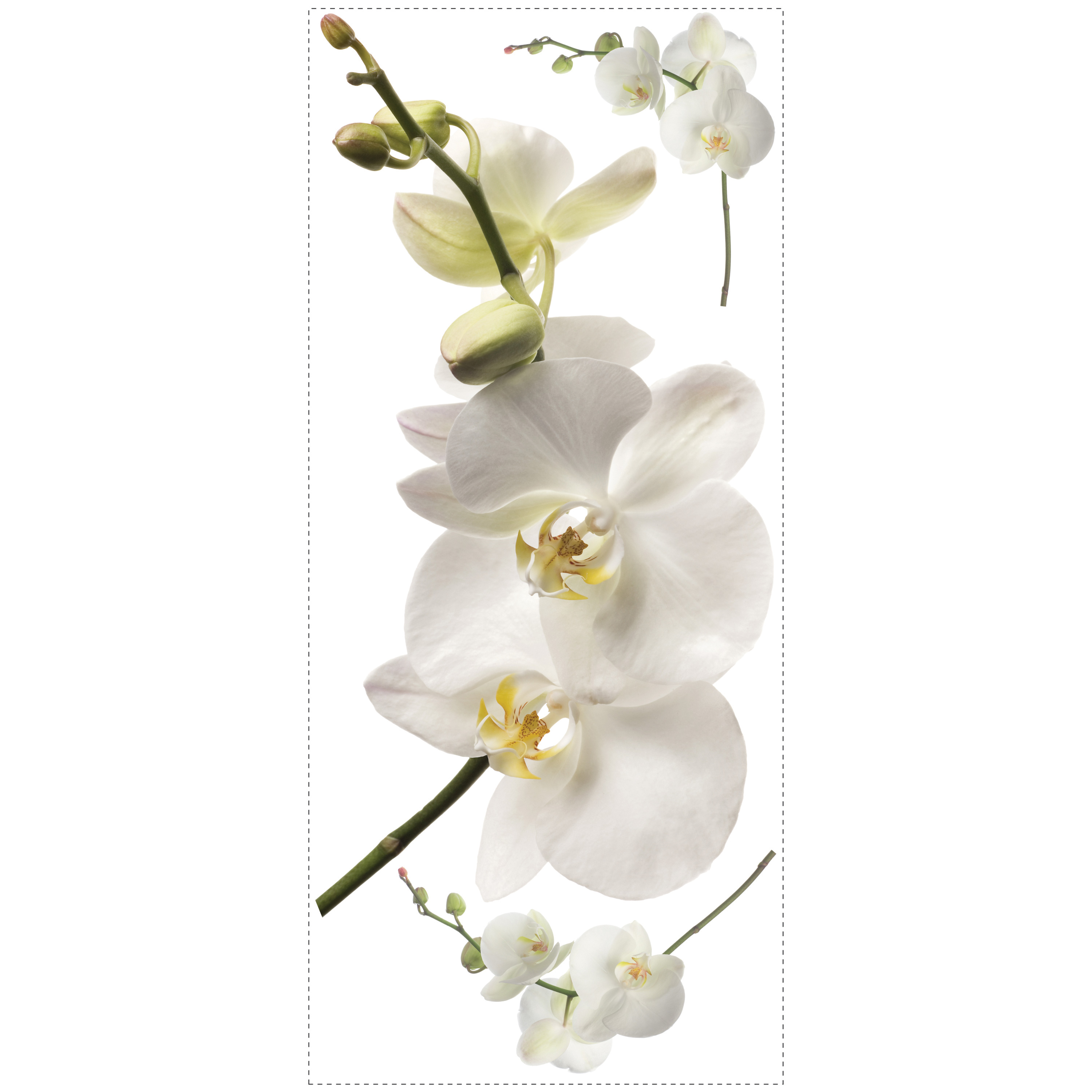RoomMates wall decal White Orchid, decal sheet with photorealistic white orchid blossom motifs on a white background