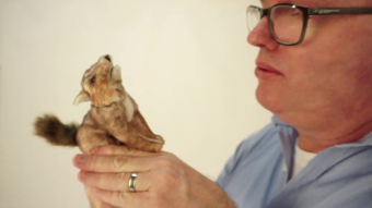 Folkmanis Mini Coyote Finger Puppet Demo