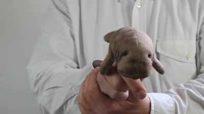 Video 1: Folkmanis Mini Manatee Finger Puppet