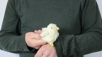 Folkmanis Fingerpuppe mini Küken Demo 2