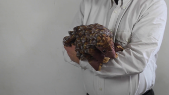 Folkmanis Pangolin Hand Puppet Demo