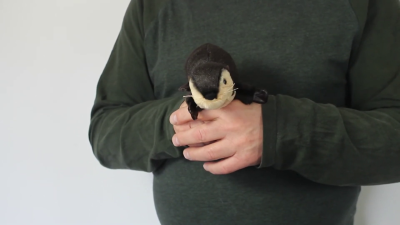 Video 1: Folkmanis Mini River Otter Finger Puppet