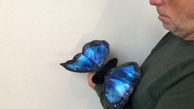 Video 1: Folkmanis Blauer Morphofalter