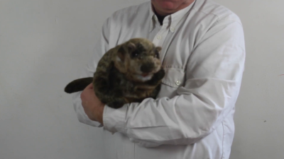 Video 1: Folkmanis Handpuppe Murmeltier