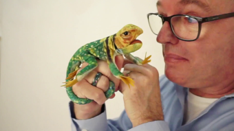 Folkmanis Mini Collared Lizard Finger Puppet Demo