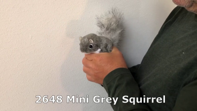 Video 1: Folkmanis Mini Grey Squirrel Finger Puppet