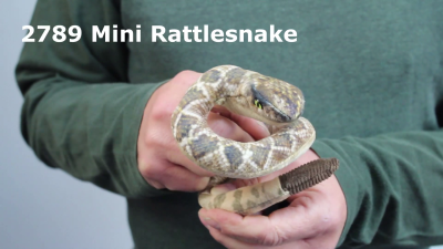 Video 1: Folkmanis Mini Rattlesnake Finger Puppet