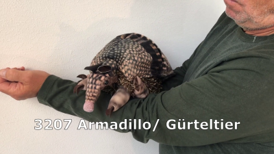 Video 1: Folkmanis Armadillo Hand Puppet