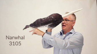 Folkmanis Narwhal Hand Puppet Demo 2