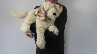 Folkmanis Handpuppe Labradoodle Demo