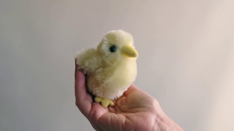 Folkmanis Fingerpuppe mini Küken Demo